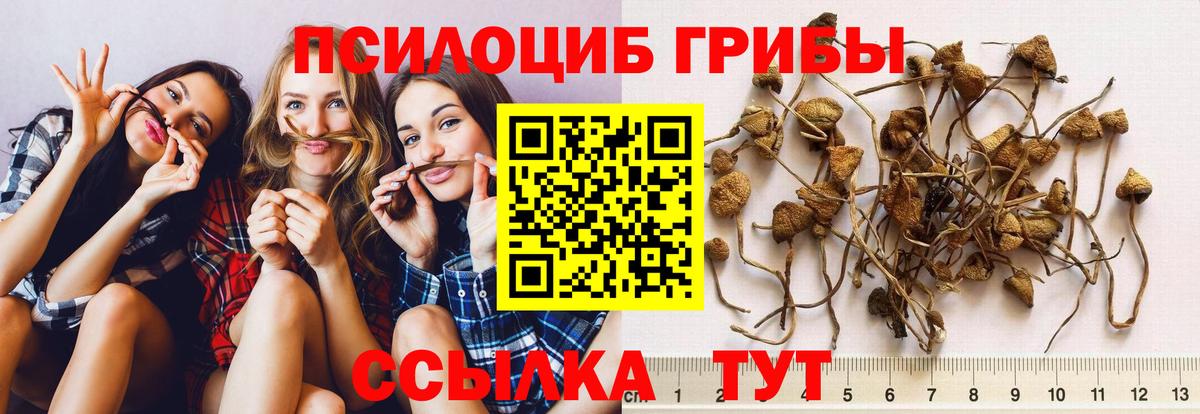 Псилоцибиновые грибы прущие грибы  Псилоцибиновые грибы Psilocybe  Надым  Вход с VPN 